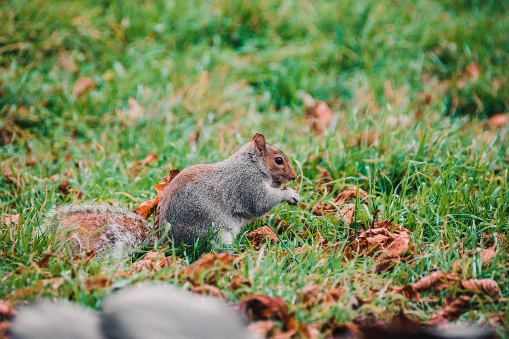 Common Property Features That Attract Opossums and Other Pests in Polk County