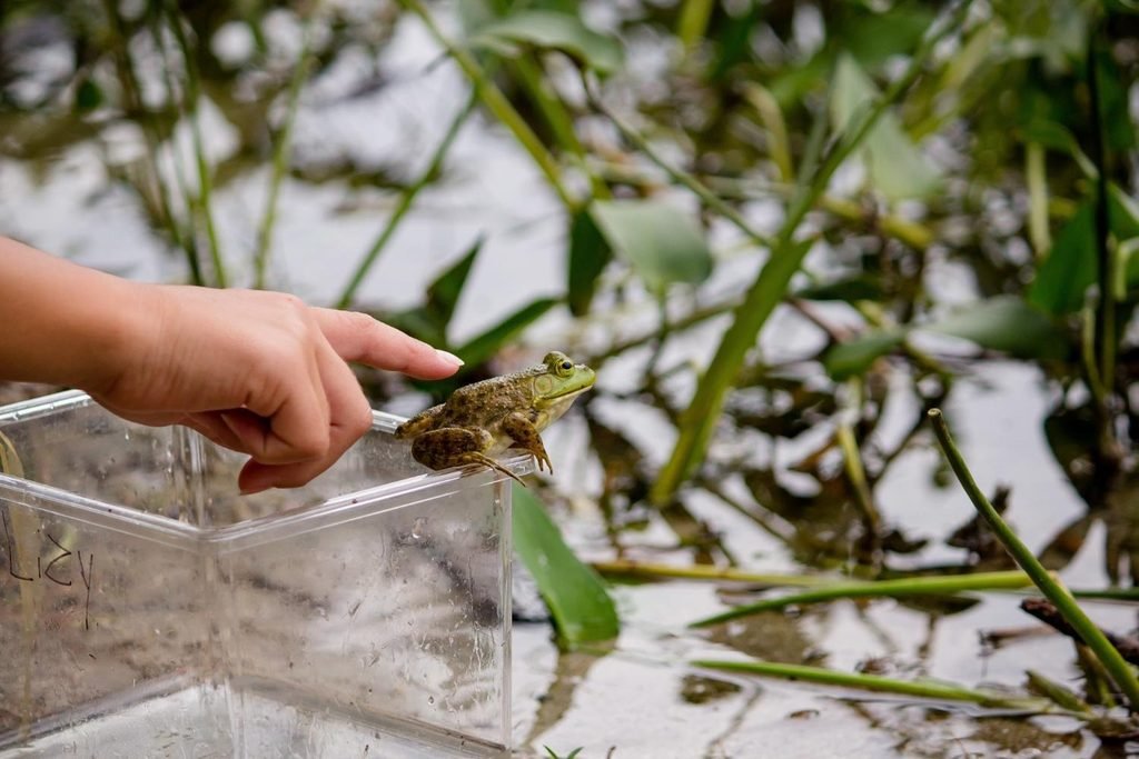 Wildlife or Pest Problem? Knowing When Your Lake County Home Needs Professional Help